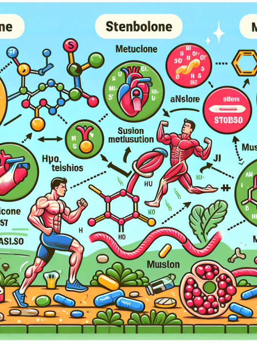 Einfluss von Stenbolon auf die Schlüsselenzyme des Muskelstoffwechsels